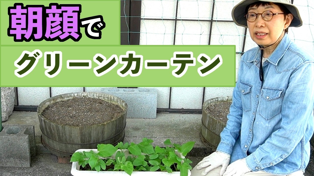In 2026, I started growing morning glories to create a green