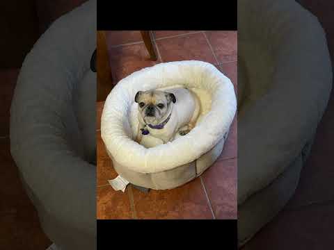 Chill Ambient Pug