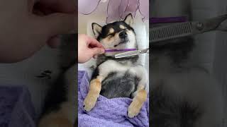 Top 3 shiba inu manyu spa time! 🐕 #shibainu #dog #funnypets #pets #shiba #柴犬 #animals #puppy