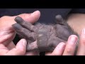 他では見れない「お猿の手」"The monkey's hand" not seen elsewhere