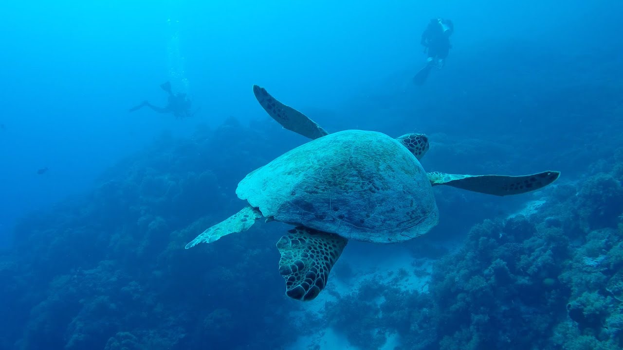 GoPro HD: Tubbataha Reef Highlights