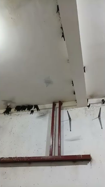 SP bikin walet betina birahi