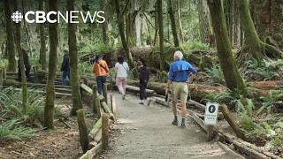 What makes Cathedral Grove B.C.’s top roadside attraction