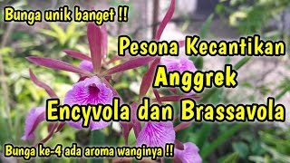 Anggrek Brassavola dan Anggrek Encyvola (Pesona Keunikan dan Kecantikan)