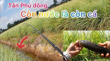 hành trình săn cá lóc dạo..trở lại #TÂN PHÚ ĐÔNG# ĐẦY nắng và gió cái kết...MỐM#thư giãn dân dã.200