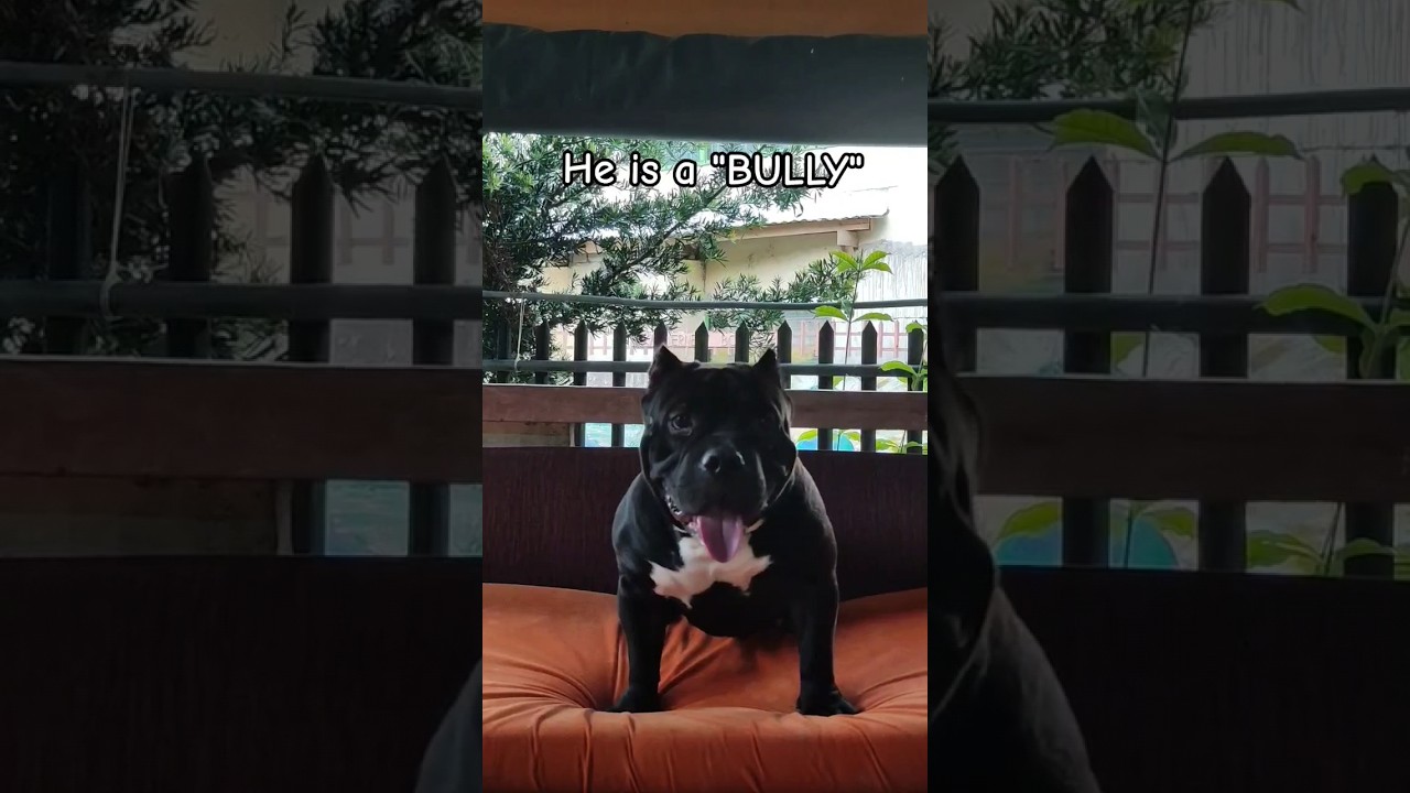 SCARY BULLY is actually a good DOGGY # 