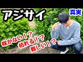 ◆真実…思ったことをお話しします。【アジサイ】大好きだけど…