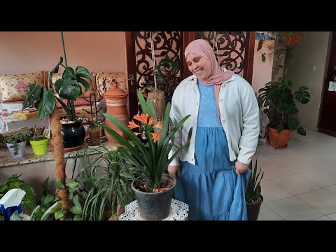 فيديو: نباتات كليفيا: نصائح حول رعاية نبات كليفيا