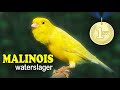 Malinois Waterslager 12h Singing