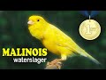 Malinois CANARY Waterslager 12h Singing Malinois CANARY Waterslager 12h Singing