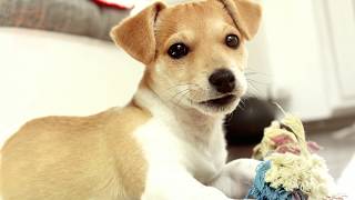 Petland Lewis Center Has Your Perfect Match Today