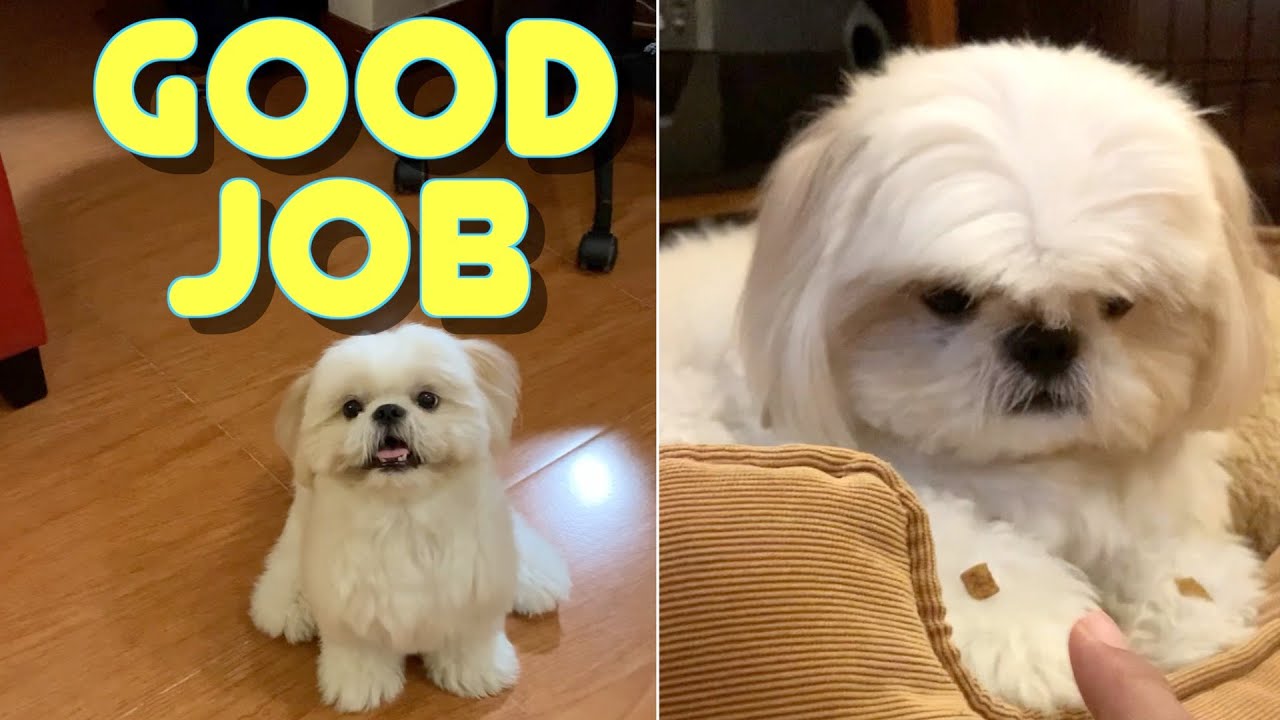Shih Tzu Dog Learns Cute New Tricks to Get His Treats YouTube