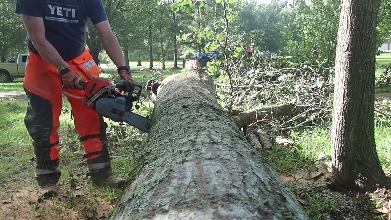 Emergency tree job after a storm with Husqvarna 550xp Mark II - YouTube