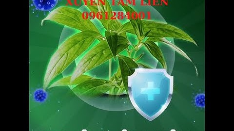 Xuyên tâm liên – Vị thuốc tiềm năng trong phòng chống COVID-19