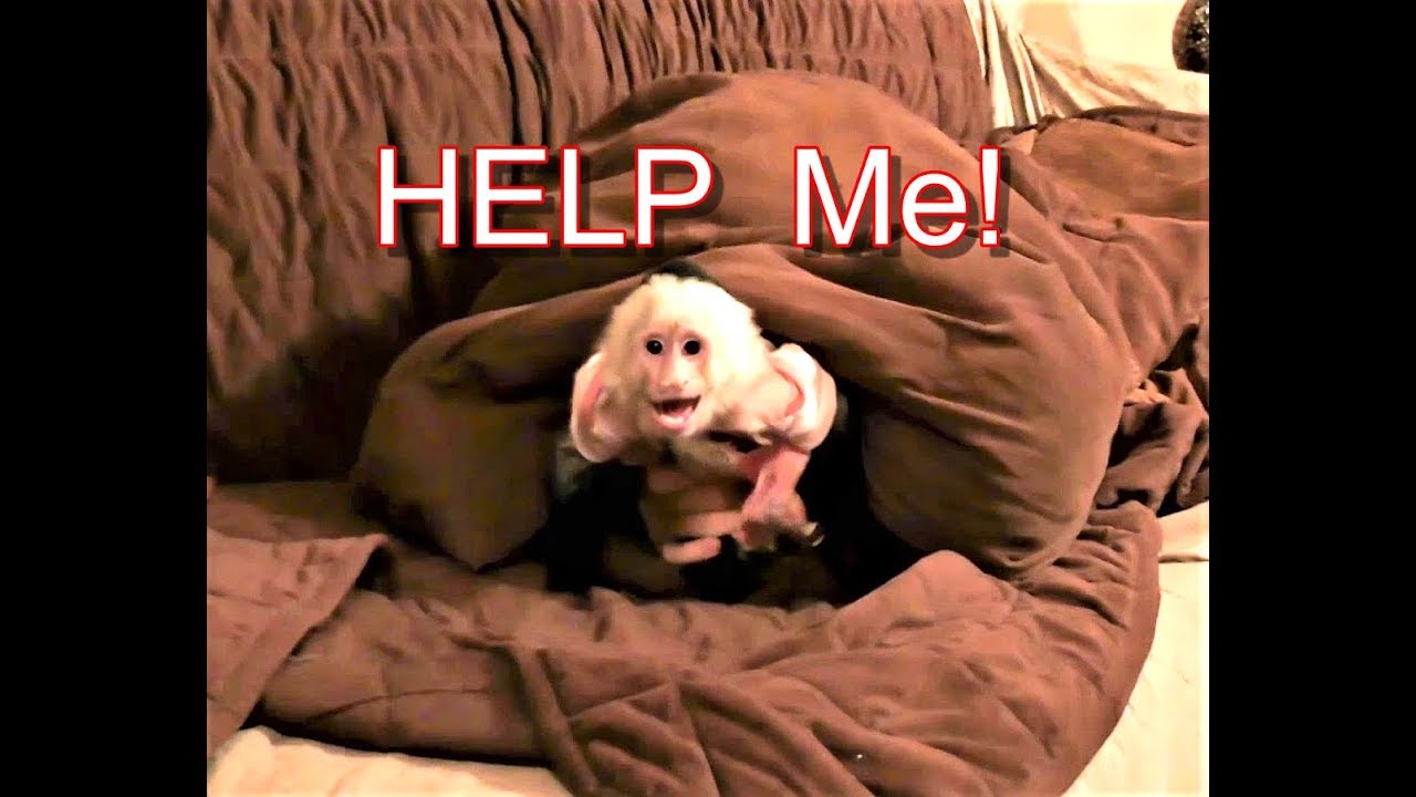 Pet Monkey Got Caught