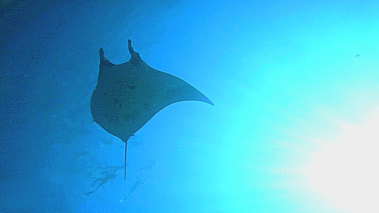 VIP dive with Manta and ChrisDiving SSI Dive Center at Catalinas Island