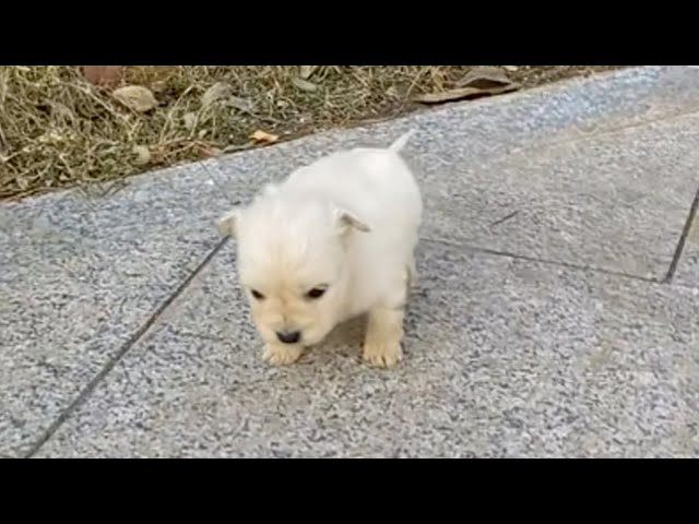 Just 3 weeks old, the puppy trembled as he crawled on the sidewalk looking for help class=