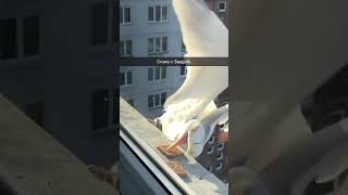 Bird Tries To Grab Food