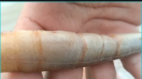 Tập 8 | Giăng lưới cá đồng mùa nước nổi @GócnhỏQuêTui