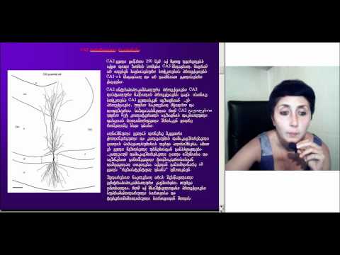 ჰიპოკამპალური ფორმაცია და მისი პროექციები, ლექცია3, ნაწილი1, ეკა ლეფსვერიძე, M005 2 05093