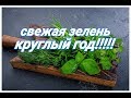 Свежая зелень круглый год!!!