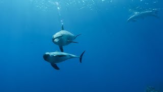Dolphins surprise us near White Island, Ras Mohamed National Park, Sharm el Sheikh 🇪🇬