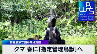 クマ 春に「指定管理鳥獣」へ　被害最多で国が捕獲支援【 WBS 】（2024年2月8日）