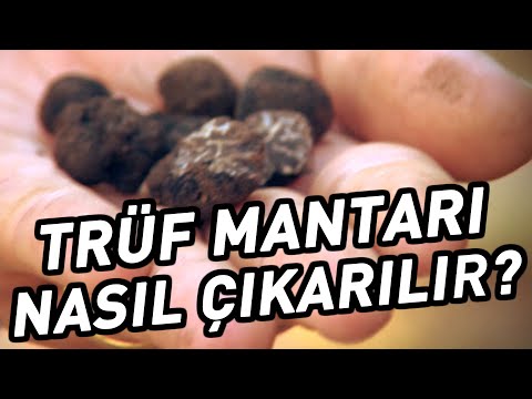 Video: Bir Trüf Nasıl Bulunur