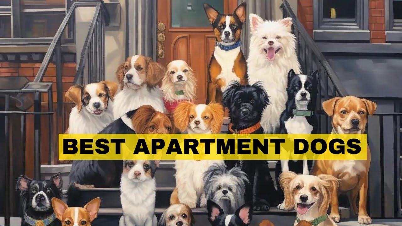 10 BEST Dogs For Apartment Dwellers YouTube