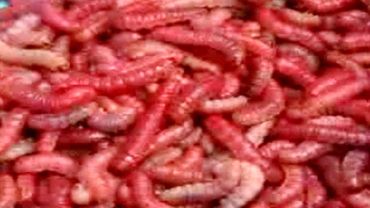 Eating raw worms A pass time activity in Mexico YouTube