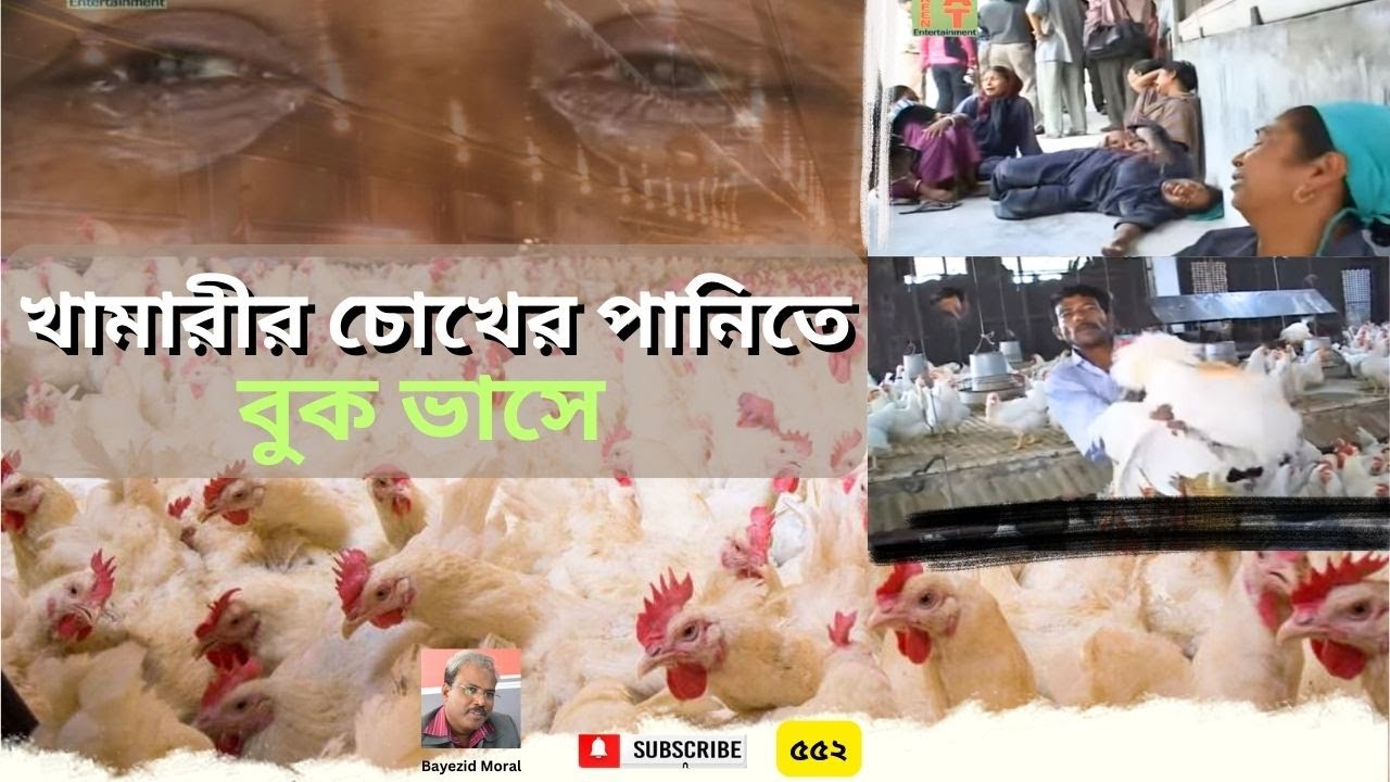 পোল্ট্রি ফার্ম ও পোল্ট্রি খামারীর চোখের পানি | Poultry farm and farmers
