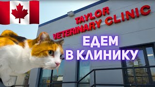 картинка: Внезапно, Большие проблемы!!! Надеемся ей помогут.