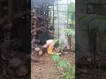 Segala ketentuannya adalah Yang Terbaik. #viralvideo #shortvideo #fyp #survivalalam