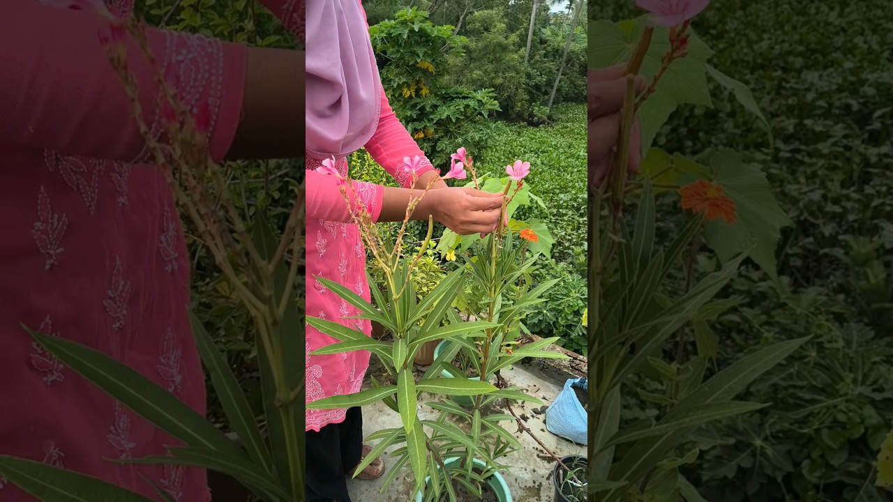 এগুলো কি আসলেই করবির বীজ??🤔🌸 #shorts #ytshorts #gardening