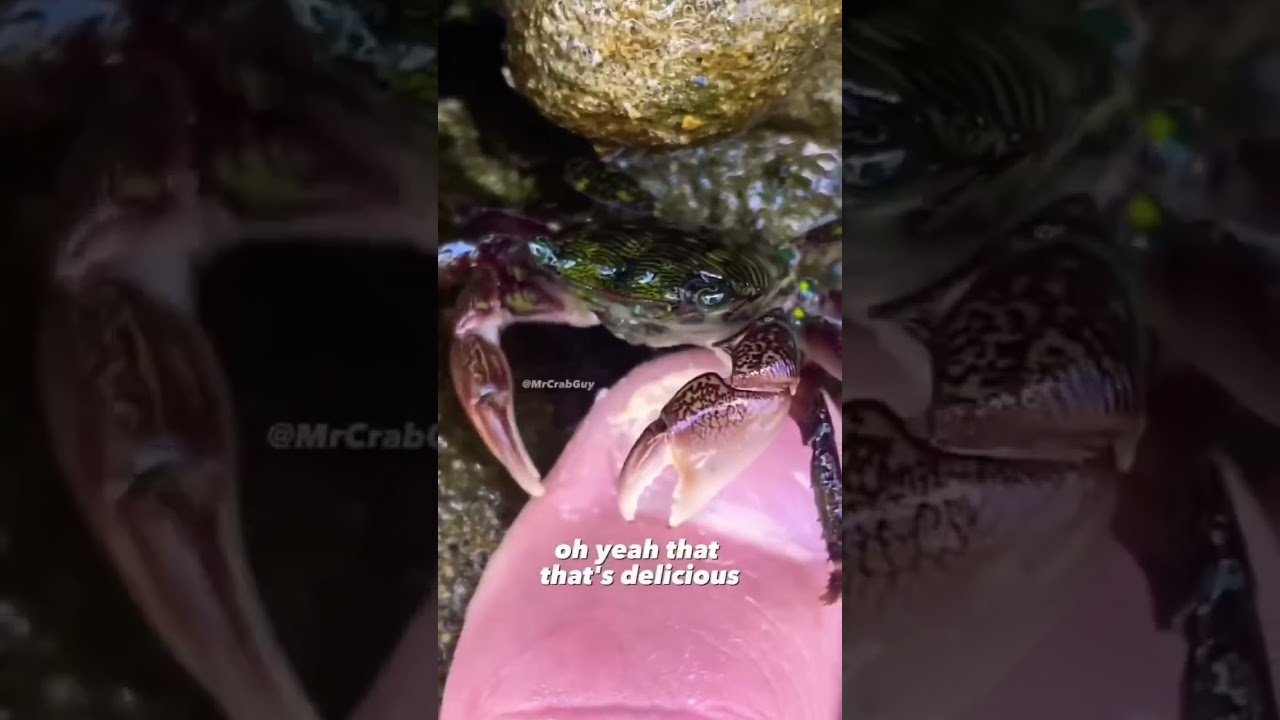 A crab eating his skin 😂