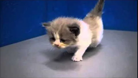 Video 1101491: kitten ragdollkittens, mink kitten, bicolor mink, kitten chocolate, kitten adoption