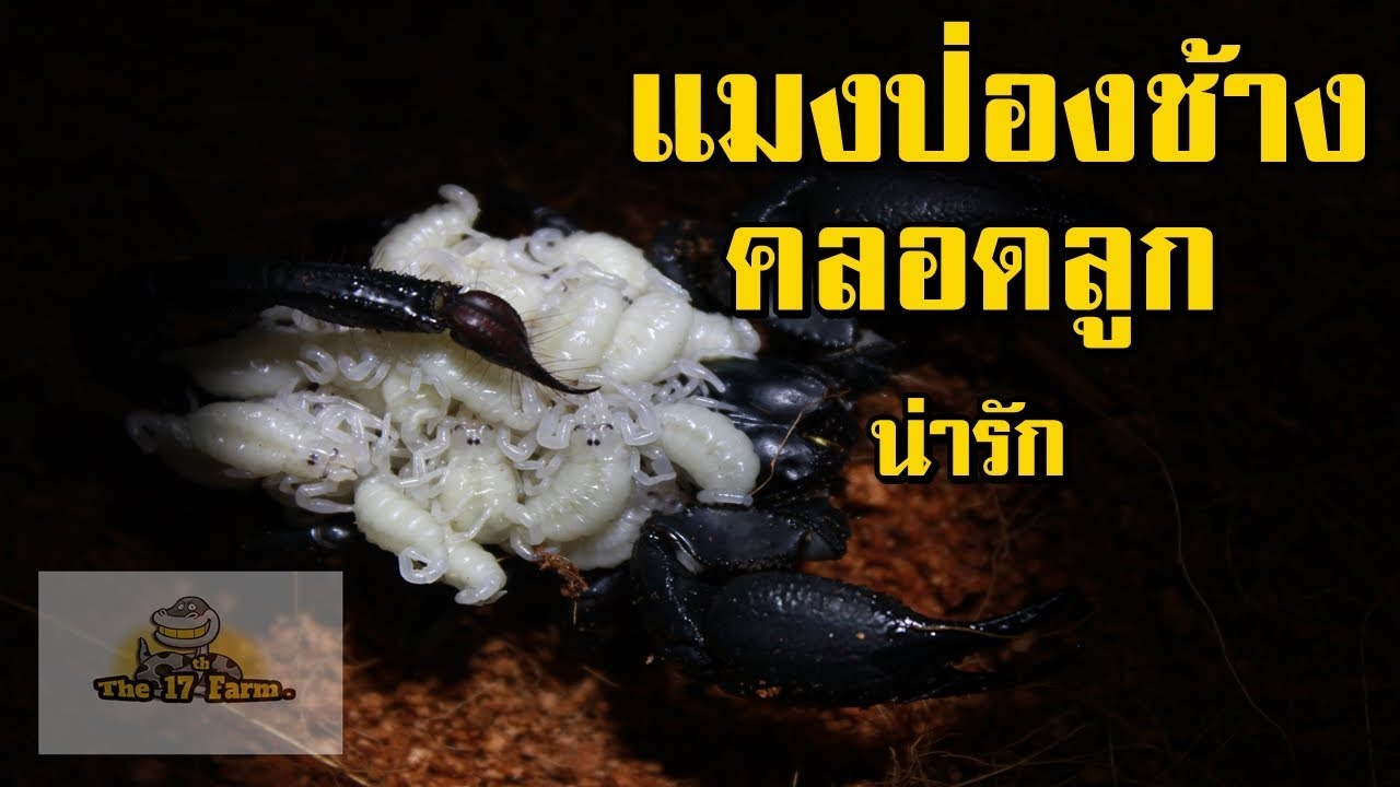 แมงป่องช้าง กินอะไรเป็นอาหาร ▶แมงป่องช้างคลอดลูก สิ่งมีชีวิตเล็กๆกำลังก่อกำเนิดขึ้น !!