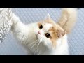 うれしさのあまり性格が変わってしまった猫が可愛すぎました(笑)