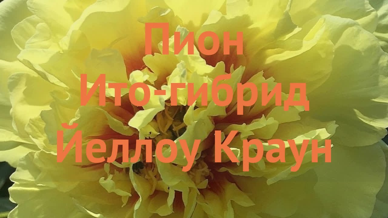 Пион ито йеллоу краун