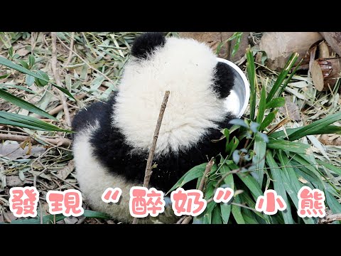 《熊貓早晚安》大型“醉奶”現場，歡迎圍觀 | iPanda熊貓頻道