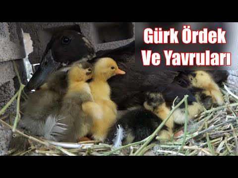 Gürk Ördek ve Sevimli Yavruları - Ördek Kaç Günde Yumurtadan Çıkar - Kuluçkaya Yatan Ördek