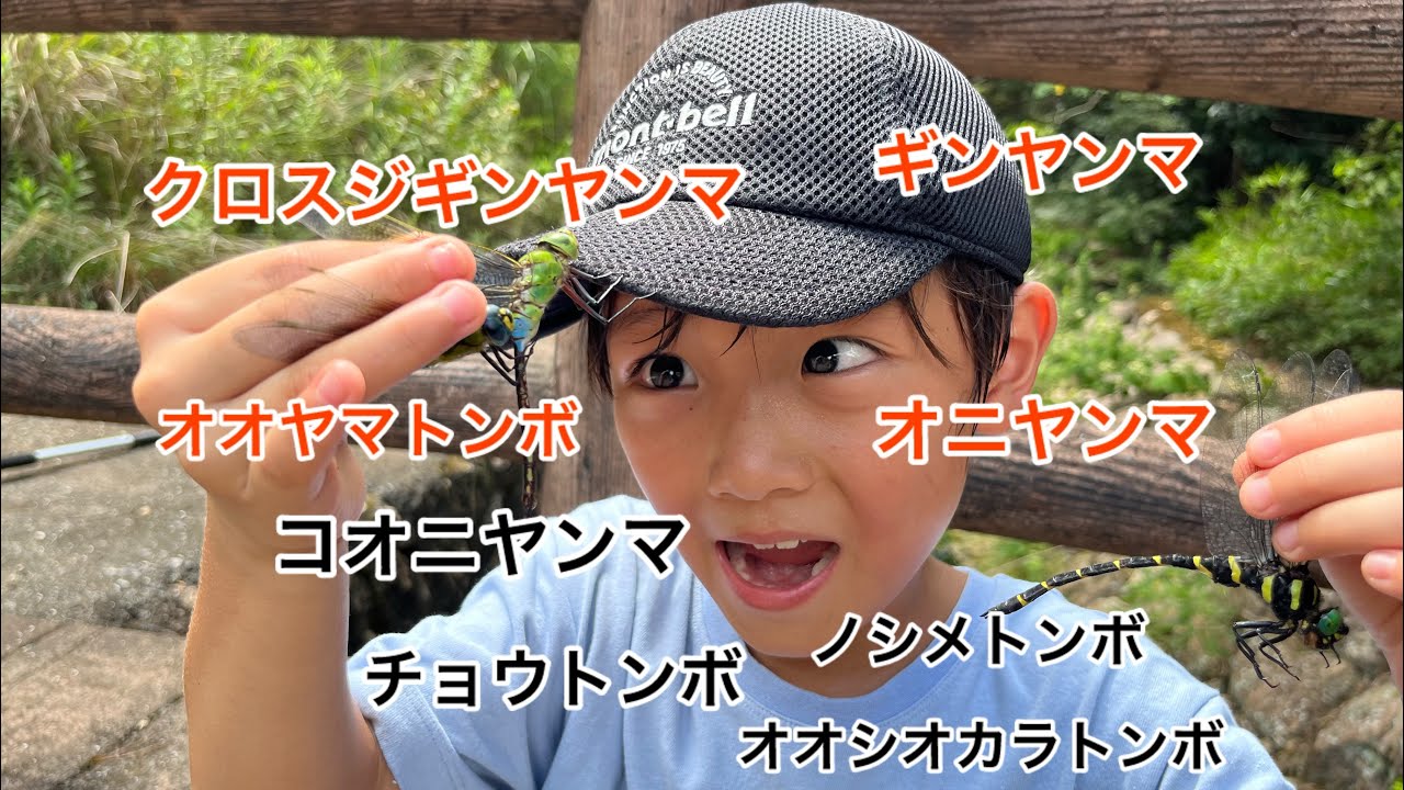 2024 ⑦トンボ捕り オニヤンマとオオヤマトンボ比べてみました。クロス