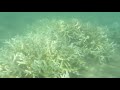 Kimberley Coral Bleaching