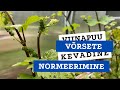 Viinapuu vrsete normeerimine  roheline maja