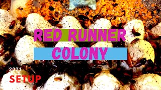 Setting up a red runner feeder colony. #redrunners #feeders