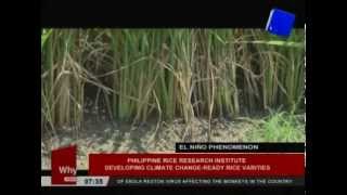 PhilRice, developing climate change-ready rice varities