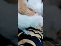 New born baby person cat #mdashfak #shorts #shortvideo #personcat