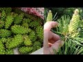 СОСНОВІ ШИШКИ та ПИЛОК від кашлю перша допомога PINE POLLEN And CONES Are Natural Medicines
