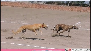 track racing dogs in punjab