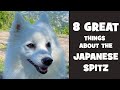What is so great about the japanese spitz? の動画、YouTube動画。
